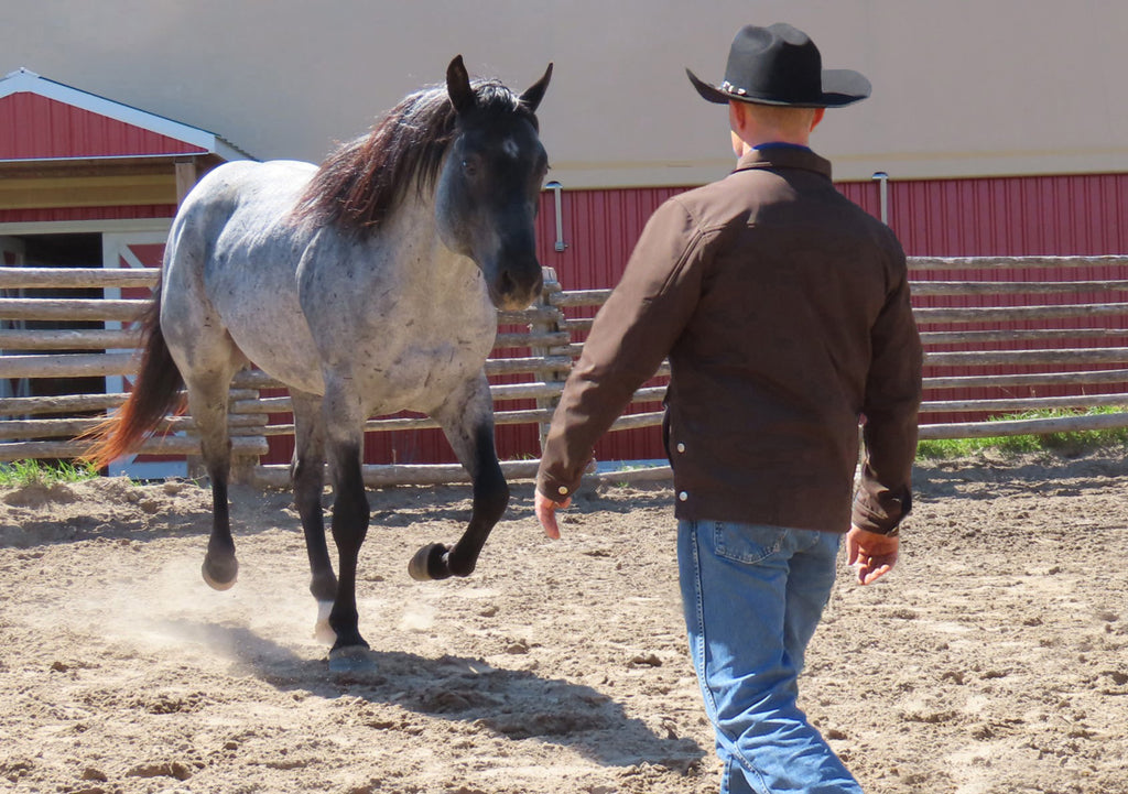 The Secrets of Liberty Horse Training - Part One Training Video (USB) – Jason & Bronwyn Irwin Horsemanship
