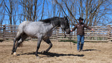 6 Week Horsemanship Journey: Ground Exercise (Available on Vimeo Only)