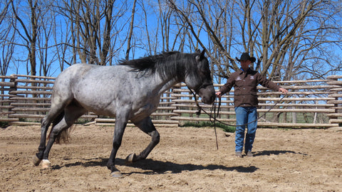 VIMEO: 6 Week Horsemanship Journey: Ground Exercises Video